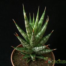 A photo of Sansevieria francisii