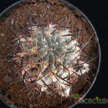 Una foto de Echinopsis thionantha ssp. glauca