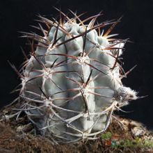 A photo of Echinopsis thionantha ssp. glauca
