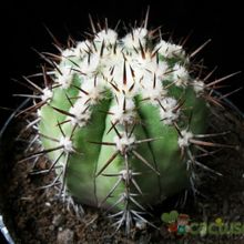 Una foto de Copiapoa calderana