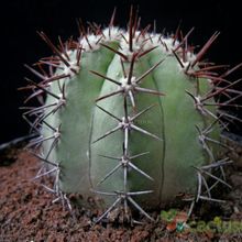 Una foto de Copiapoa calderana