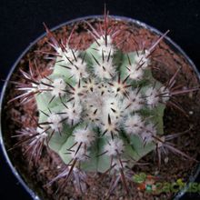 Una foto de Copiapoa calderana