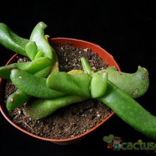 Una foto de Glottiphyllum depressum