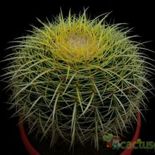 Una foto de Echinocactus grusonii