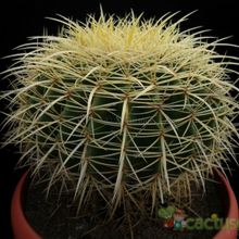 Una foto de Echinocactus grusonii