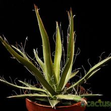 A photo of Agave schidigera