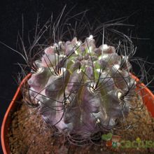Una foto de Eriosyce crispa