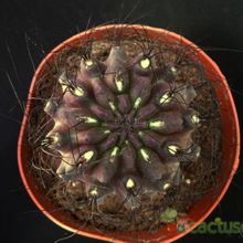 Una foto de Eriosyce crispa