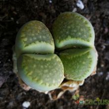 Una foto de Lithops julii ssp. fulleri var. fulleri fma. Fullergreen