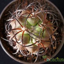 A photo of Copiapoa coquimbana