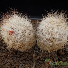 Una foto de Escobaria duncanii
