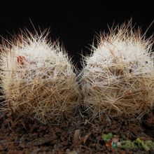 Una foto de Escobaria duncanii