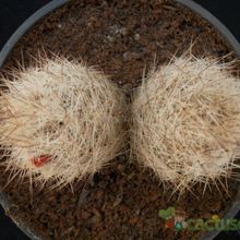 Una foto de Escobaria duncanii
