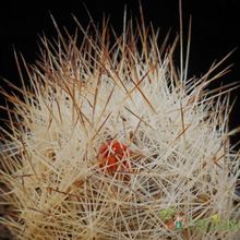 Una foto de Escobaria duncanii