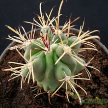 A photo of Sclerocactus uncinatus