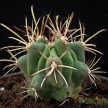 A photo of Sclerocactus uncinatus