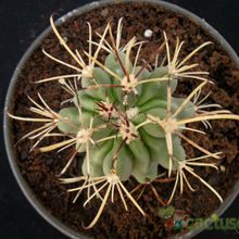 A photo of Sclerocactus uncinatus