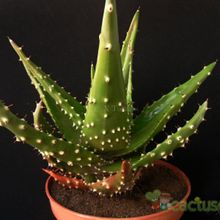 A photo of Aloe aculeata