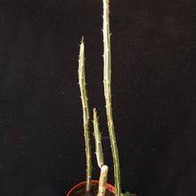 A photo of Kleinia gregorii