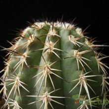 A photo of Eriosyce islayensis