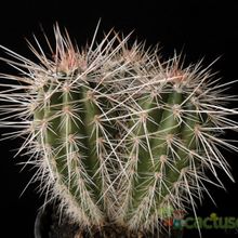 A photo of Carnegiea gigantea