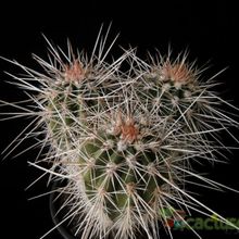 A photo of Carnegiea gigantea