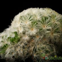 Una foto de Mammillaria plumosa