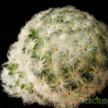 Una foto de Mammillaria plumosa