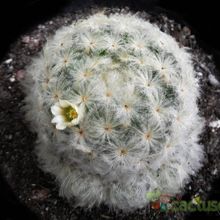 Una foto de Mammillaria plumosa