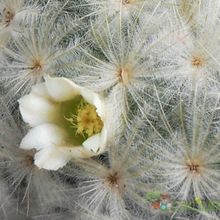 Una foto de Mammillaria plumosa