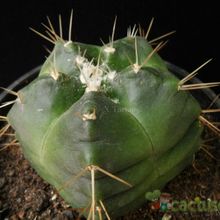 A photo of Echinocereus knippelianus