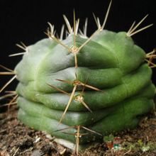 A photo of Echinocereus knippelianus