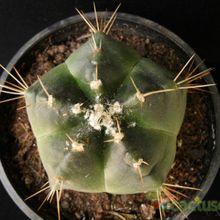 A photo of Echinocereus knippelianus