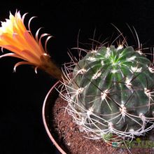 A photo of Echinopsis pampana