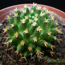 A photo of Mammillaria decipiens ssp. camptotricha fma. brevispina