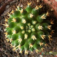 A photo of Mammillaria decipiens ssp. camptotricha fma. brevispina