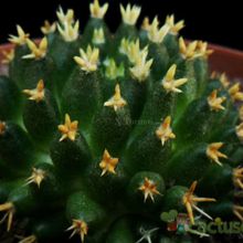 A photo of Mammillaria decipiens ssp. camptotricha fma. brevispina