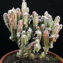 Una foto de Cereus spegazzinii fma. crestada
