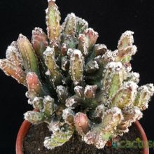 Una foto de Cereus spegazzinii fma. crestada