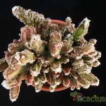 Una foto de Cereus spegazzinii fma. crestada