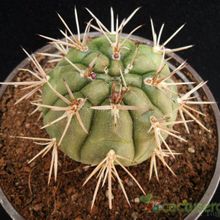 Una foto de Gymnocalycium eurypleurum