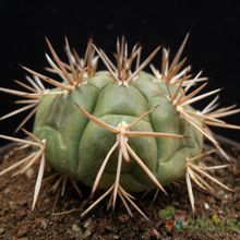 Una foto de Gymnocalycium eurypleurum
