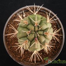 Una foto de Gymnocalycium eurypleurum