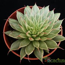 A photo of Graptopetalum filiferum
