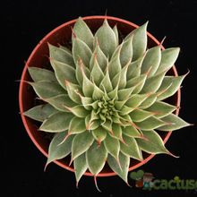 A photo of Graptopetalum filiferum