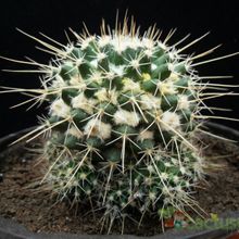 A photo of Mammillaria voburnensis subsp. collinsii