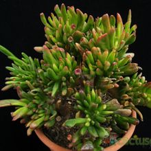 Una foto de Crassula ovata cv. gollum