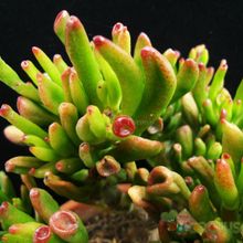 Una foto de Crassula ovata cv. gollum