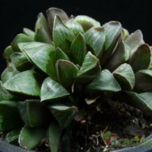 Una foto de Haworthia retusa var. retusa