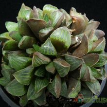 Una foto de Haworthia retusa var. retusa